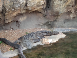 photos/2020/03/Animal Kingdom - Alligator 2020-03-10 002.jpg