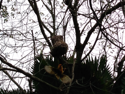 photos/2020/03/Animal Kingdom - Birds 2020-03-10 001.jpg