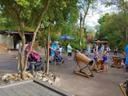 photos/2020/03/Animal Kingdom - Drums 2020-03-10 010.jpg