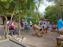 photos/2020/03/Animal Kingdom - Drums 2020-03-10 011.jpg