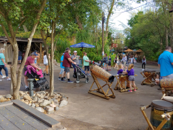 photos/2020/03/Animal Kingdom - Drums 2020-03-10 012.jpg