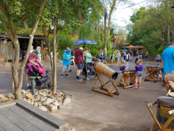 photos/2020/03/Animal Kingdom - Drums 2020-03-10 013.jpg