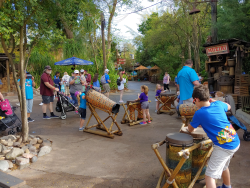 photos/2020/03/Animal Kingdom - Drums 2020-03-10 026.jpg