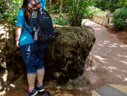 photos/2020/03/Animal Kingdom - Jungle Trek 2020-03-12 001.gif