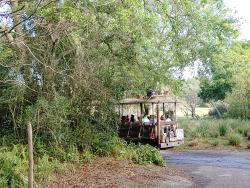 photos/2020/03/Animal Kingdom - Kilimanjaro Safari 2020-03-10 016.jpg