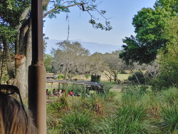 photos/2020/03/Animal Kingdom - Kilimanjaro Safari 2020-03-10 017.jpg