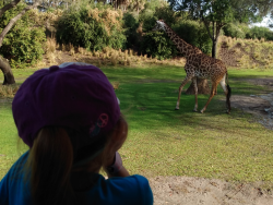 photos/2020/03/Animal Kingdom - Kilimanjaro Safari 2020-03-10 019.jpg