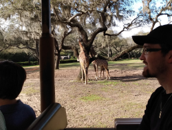 photos/2020/03/Animal Kingdom - Kilimanjaro Safari 2020-03-10 020.jpg