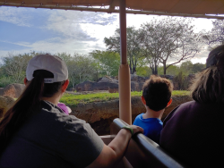 photos/2020/03/Animal Kingdom - Kilimanjaro Safari 2020-03-10 044.jpg