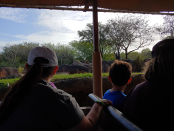 photos/2020/03/Animal Kingdom - Kilimanjaro Safari 2020-03-10 046.jpg