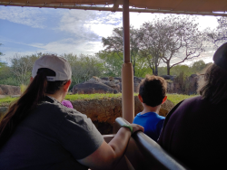 photos/2020/03/Animal Kingdom - Kilimanjaro Safari 2020-03-10 047.jpg