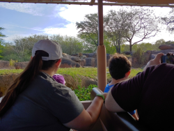 photos/2020/03/Animal Kingdom - Kilimanjaro Safari 2020-03-10 049.jpg