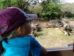 photos/2020/03/Animal Kingdom - Kilimanjaro Safari 2020-03-10 086.jpg