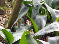 photos/2020/03/Animal Kingdom - Lizard 2020-03-10 004.jpg