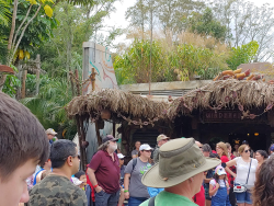 photos/2020/03/Animal Kingdom - Pandora 2020-03-10 035.jpg