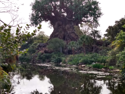 photos/2020/03/Animal Kingdom - Tree of Life 2020-03-10 001.jpg