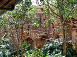 photos/2020/03/Animal Kingdom 2020-03-12 007.jpg