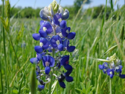 photos/2021/04/Bluebonnets 2021-04-11 001.jpg