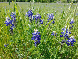 photos/2021/04/Bluebonnets 2021-04-11 002.jpg