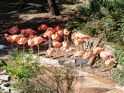 photos/2020/11/Dallas Zoo 2020-11-13 016.jpg