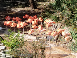 photos/2020/11/Dallas Zoo 2020-11-13 017.jpg