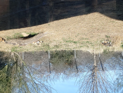 photos/2021/01/Dallas Zoo 2021-01-15 006.jpg