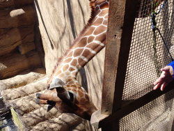 photos/2021/01/Dallas Zoo 2021-01-15 008.jpg