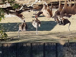 photos/2021/01/Dallas Zoo 2021-01-15 011.jpg