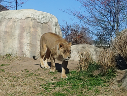 photos/2021/01/Dallas Zoo 2021-01-15 014.jpg