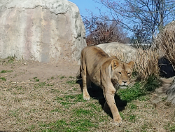 photos/2021/01/Dallas Zoo 2021-01-15 015.jpg