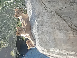 photos/2021/01/Dallas Zoo 2021-01-15 017.jpg