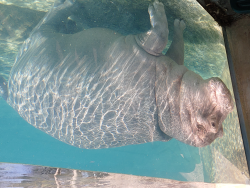 photos/2021/01/Dallas Zoo 2021-01-15 018.jpg