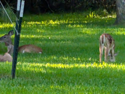 photos/2024/07/Deer 2024-07-07 006.jpg