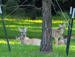 photos/2024/07/Deer 2024-07-07 007.jpg