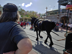 photos/2020/03/Magic Kingdom - Horse Drawn Trolly 2020-03-11 001.jpg