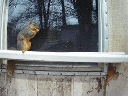 birds/2021/03/Squirrel 2021-03-13 005.jpg