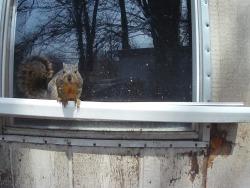 birds/2021/03/Squirrel 2021-03-13 008.jpg